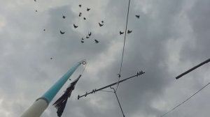 Шевелим молодняк николаевских голубей, Олег Костяков, п. Усть-Кинельский