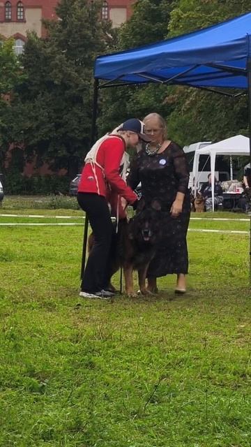 ВЕТЕРАНЫ КОБЕЛИ / КЧК КАЛИНИНГРАД 7 сентября`25 А.Буйнова Моно немецких овчарок