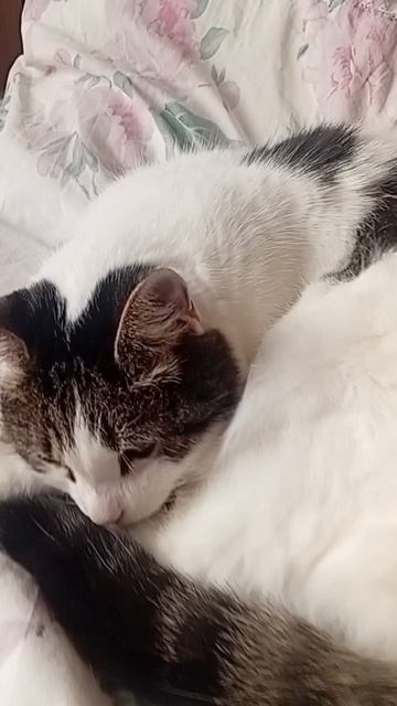 кошак смотреть онлайн