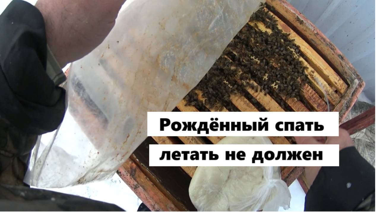 Эксперимент по ограничению лётной активности пчёл. смотреть онлайн