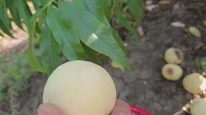 Персик Айс Пинч.