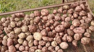 Мы копаем огород !