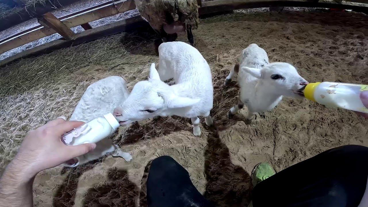 Нападение на овец ! Что мне с ней делать ?! ХУТОР В ЛЕСУ №822 смотреть онлайн