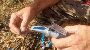 Пино- нуар и его клоны.первый урожай на молодых кустах