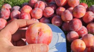 Саженцы сливы диплоидной Октобер Сан | Ростов-на-Дону | Small Gardens