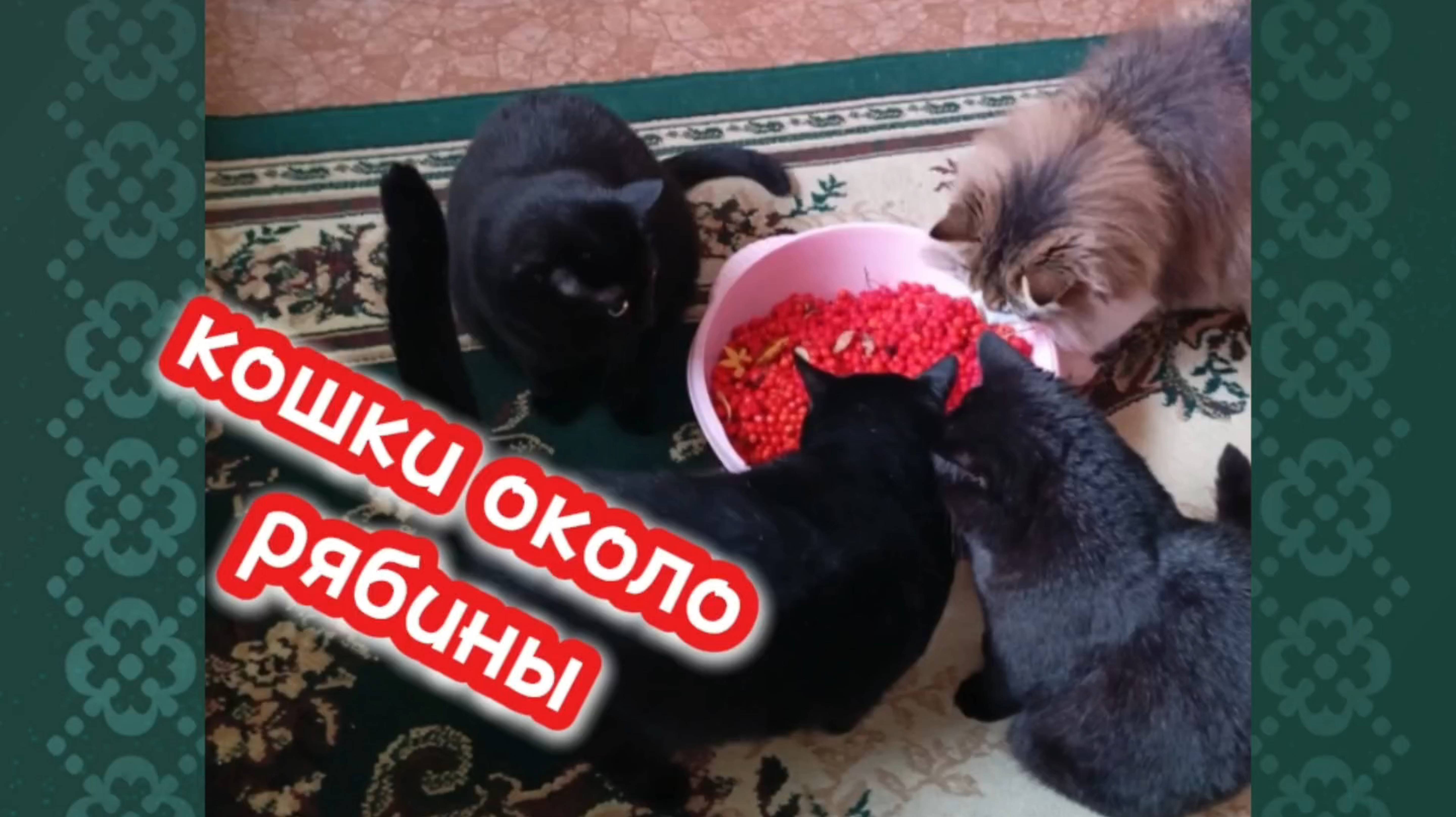 Кошки и рябина смотреть онлайн