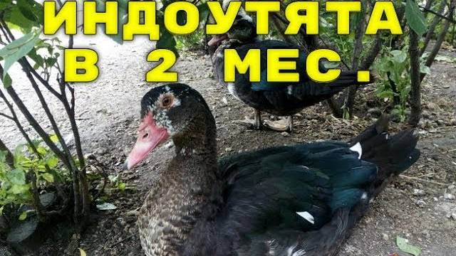 Как выглядят мускусные утята в 2 месяца