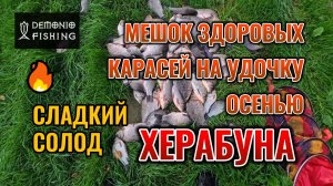 Тесто для Херабуны Сладкий Солод. Наловил мешок крупного карася осенью на поплавочную удочку.