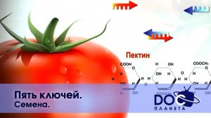 Пять ключей - Часть 3. Семена   - Документальный фильм