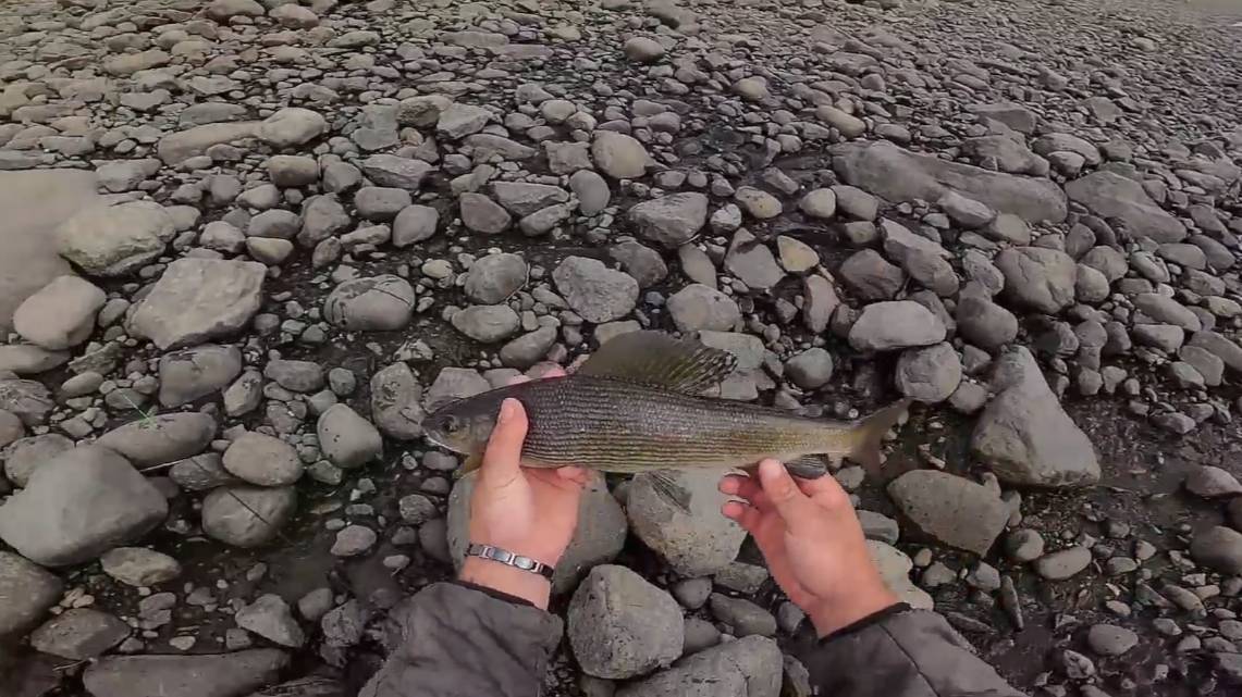 Рыбалка на реке. Ловля хариуса на спиннинг осенью. Часть первая. смотреть онлайн