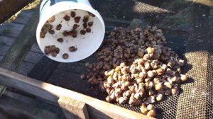 Сбор маточного стада. Сезон 2025.