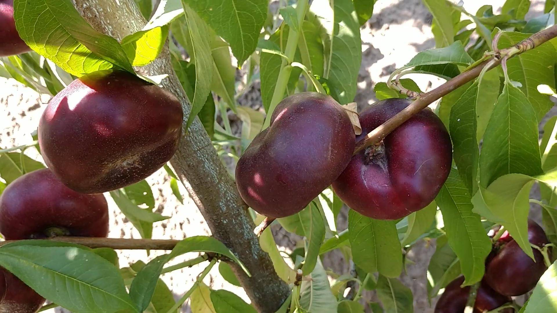 Персик Донат инжирный нектарин Ростов-на-Дону. Small Gardens