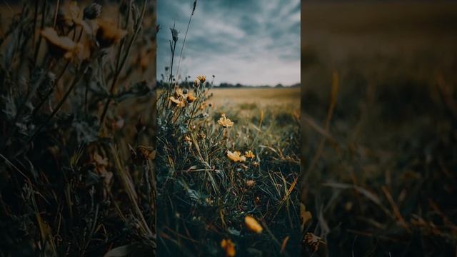 ОСЕНЬ ЗАКОННО ВСТУПИЛА В ПРАВА смотреть онлайн