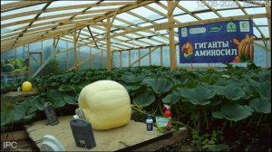 Ускоренный рост тыквы 951 кг.