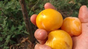 Саженцы сливы диплоидной Голден Плумза  | Ростов-на-Дону | Small Gardens