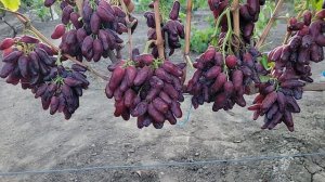 ГФ Винограда ЖАСМИН!!! 
(Карпушев А.В.).