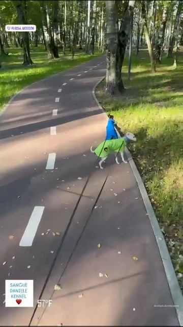 Плащ-Дождевик для левретки из мембранного материала Soft Shell