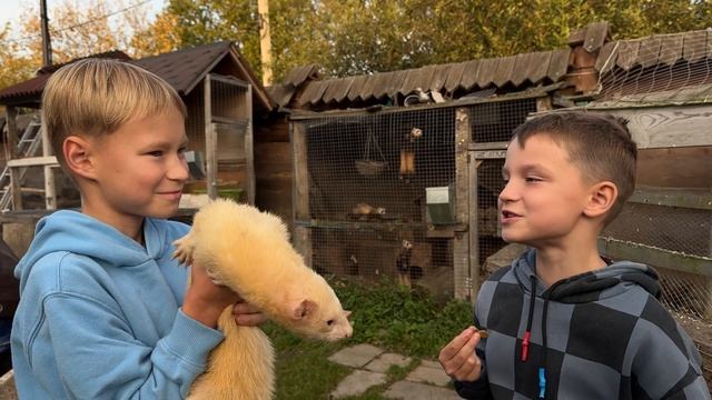 Ручной ХОРЁК смотреть онлайн