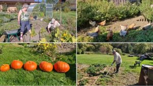 НАВЕЛИ ПОРЯДОК НА ГРЯДКАХ, УБРАЛИ ТЫКВЫ.