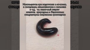 Постановка пиявок на лобок и пах