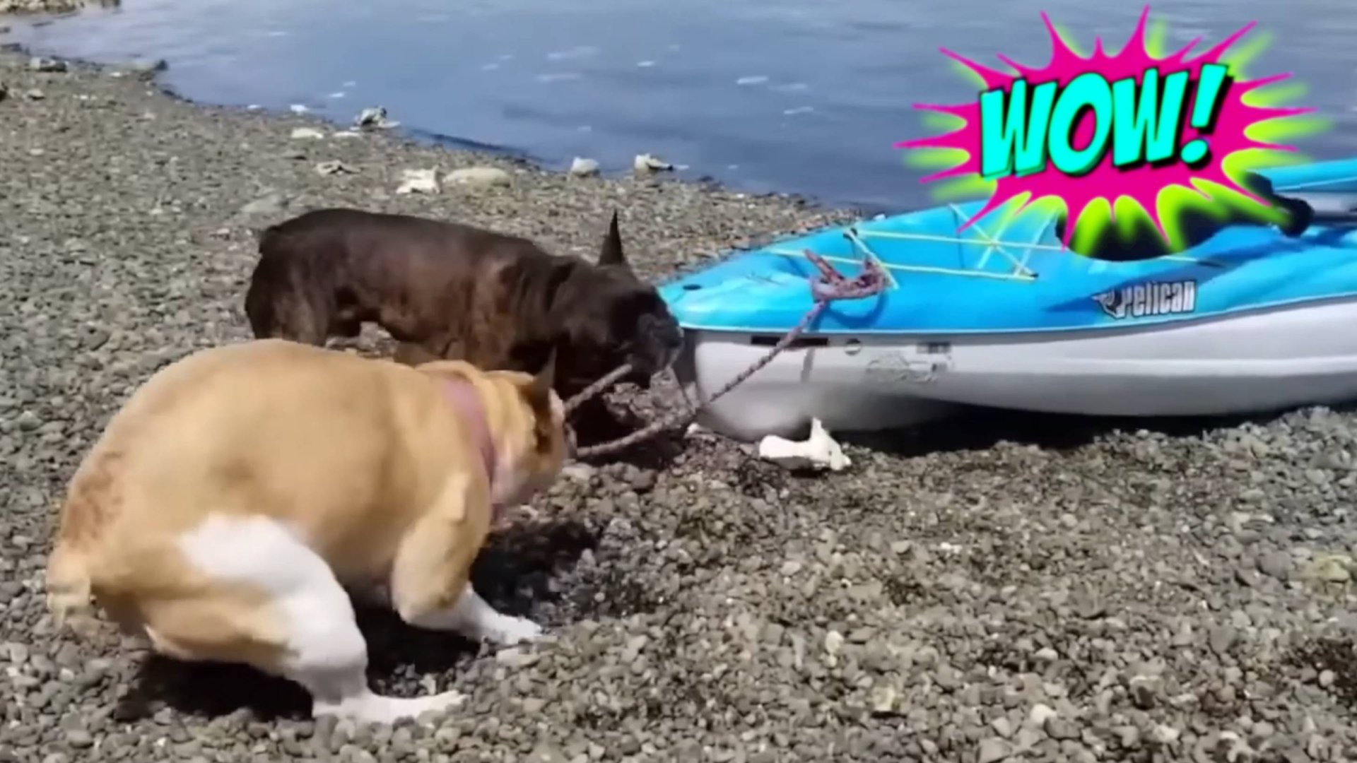 СМЕШНЫЕ ВИДЕО: ПРИКОЛЫ, КОТОРЫЕ НЕЛЬЗЯ ПРОПУСТИТЬ смотреть онлайн