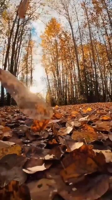 МОЯ ГРУСТНАЯ ОСЕНЬ🍁🍂 КРАСИВАЯ ПЕСНЯ В ИСПОЛНЕНИИ РАДЫ РАЙ 💖 смотреть онлайн