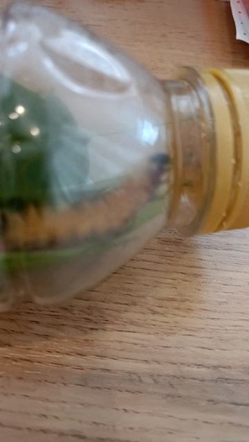 я поймала гусеницу большую!!!!!