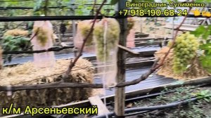 Обзор бессемянных сортов и ГФ на 7.09.25г.