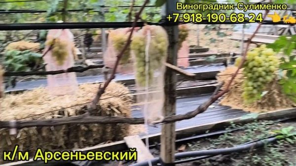 Обзор бессемянных сортов и ГФ на 7.09.25г.