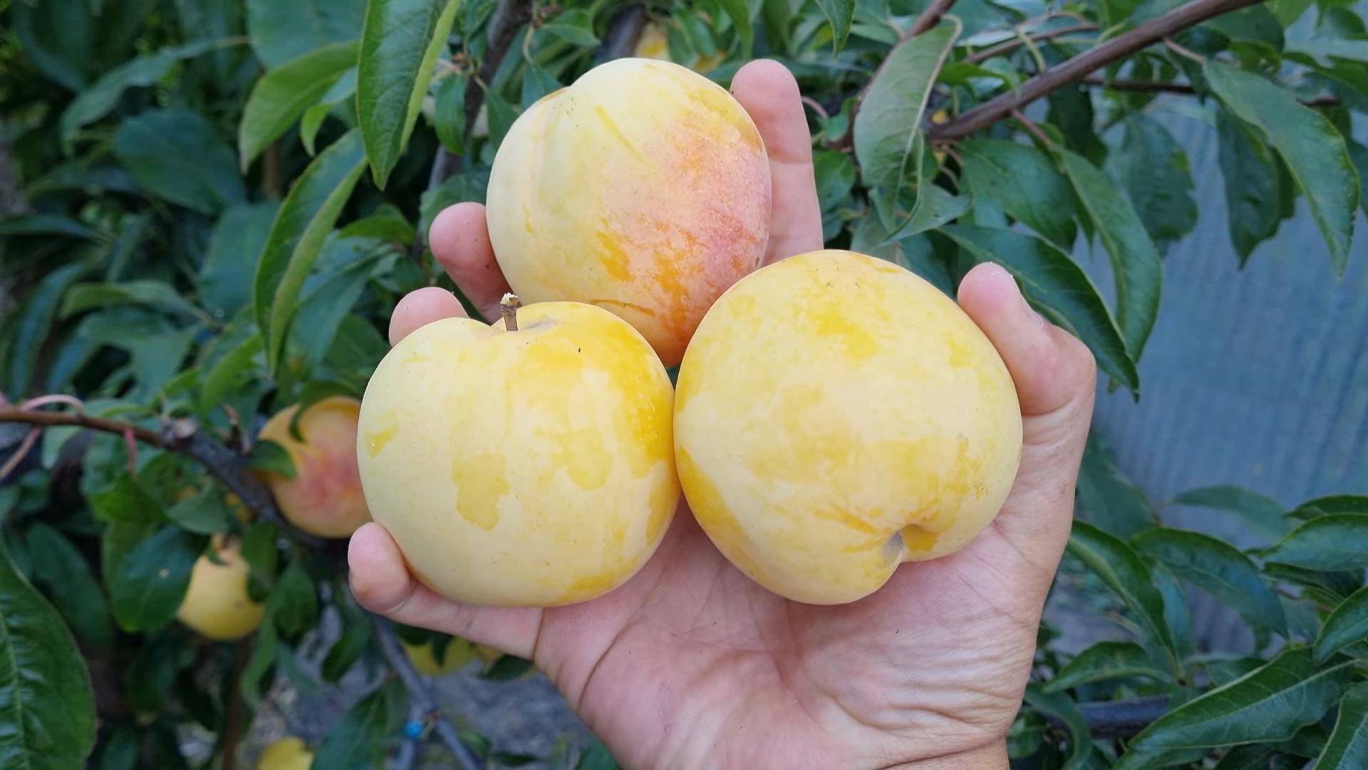 Саженцы сливы диплоидной То Че Сан | Ростов-на-Дону | Small Gardens смотреть онлайн