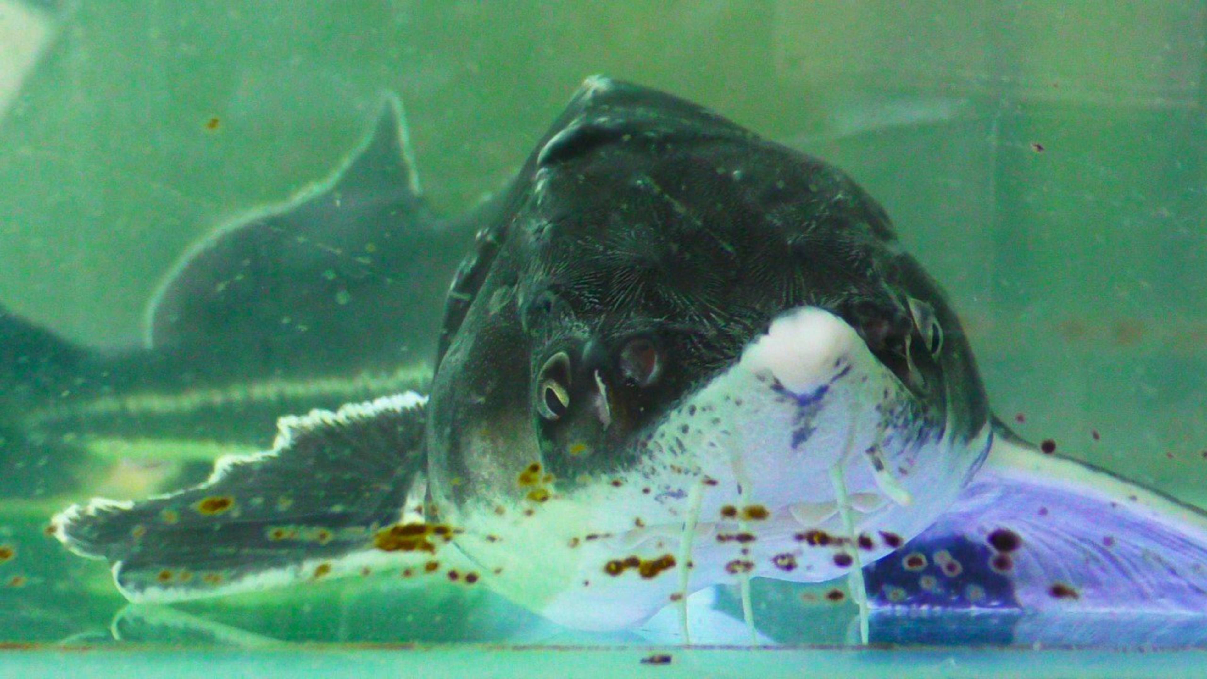 Рыбалка на осетра в Москве Выставка Охота и рыболовство на Руси смотреть онлайн