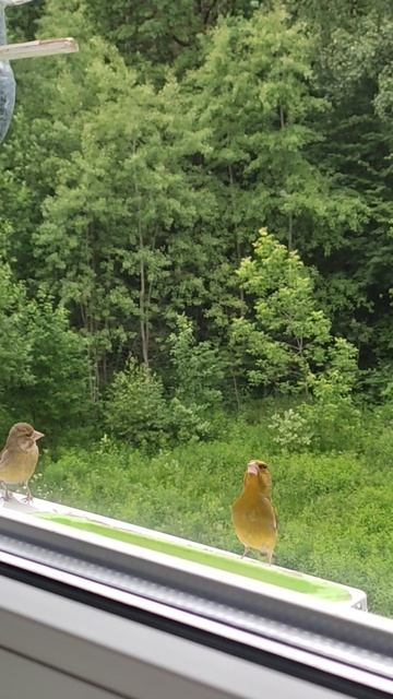 Зеленушки пожаловали , к молоди синичной .. Я им -рад !