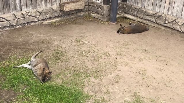 Парк животных в Барановичах