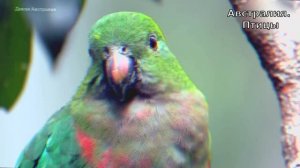 Царство певчих птиц Австралия. Озвучка песней ИИ