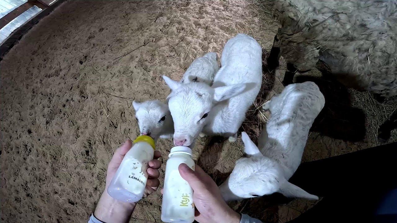 Ей стало хуже ! Пришлось убрать её ... ХУТОР В ЛЕСУ №817 смотреть онлайн