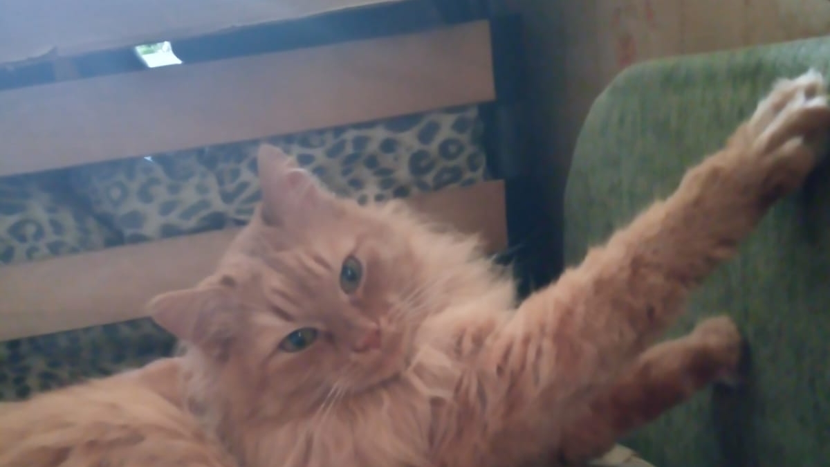 Лучший помощник Моня!