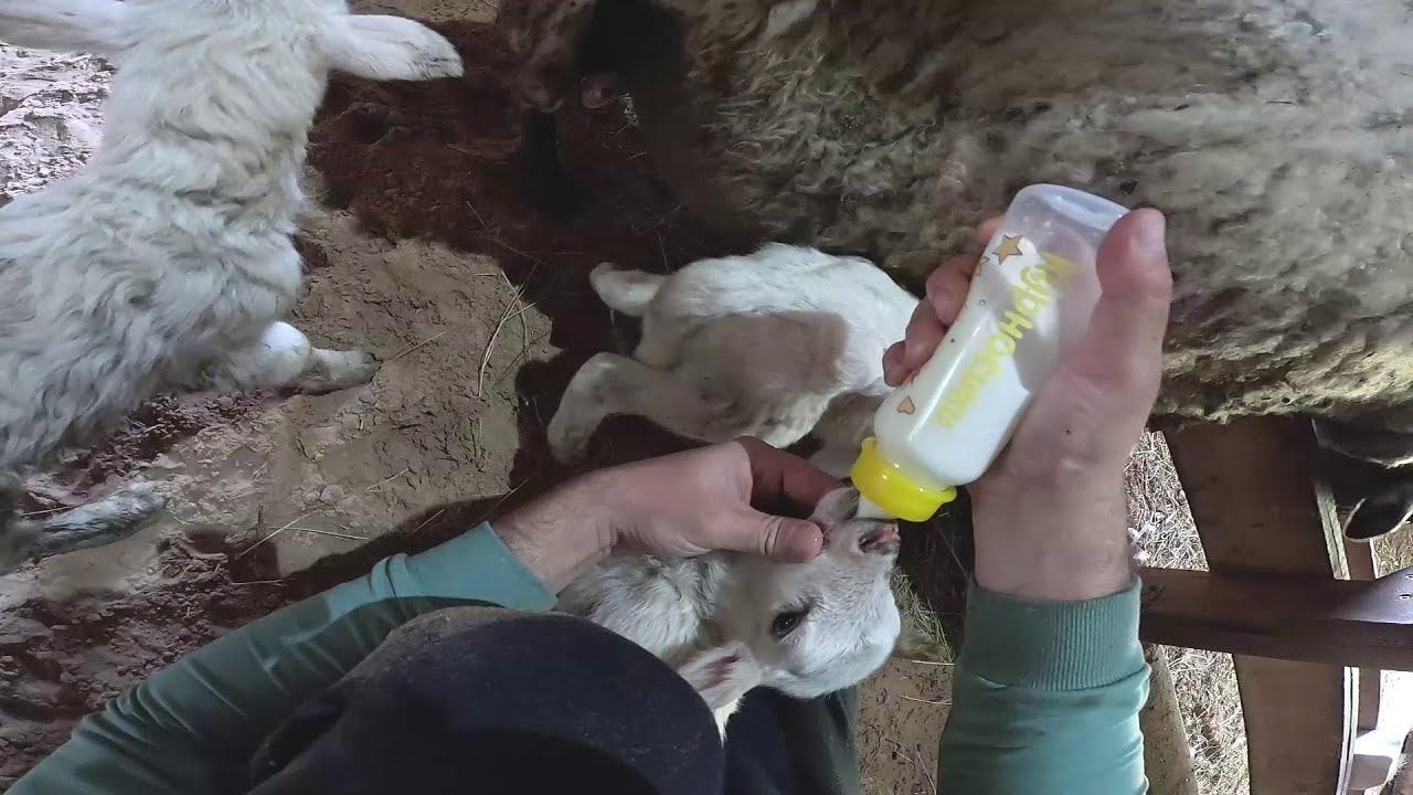 Пополнение в хозяйстве ! Родила троих ! ХУТОР В ЛЕСУ №809 смотреть онлайн