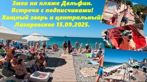 Змеи на пляже Дельфин! Встреча с подписчиками и страшный зверь!  Центральный ! Лазаревское 15.09.25