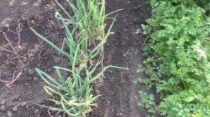 Участок 16 сентября