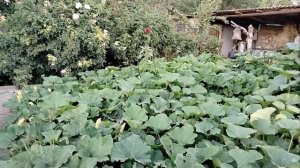 Огород, урожай, цветет кактус.