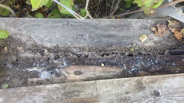 Великий воин результат