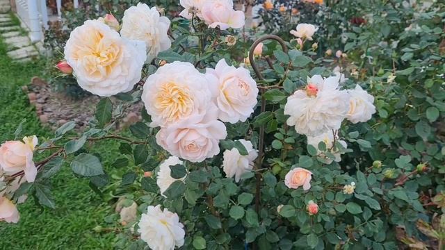 Осенний сад на 14.09.25г.🍁🍂Ленобласть.🍁🍂 смотреть онлайн