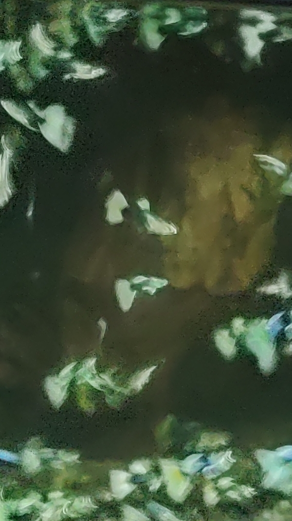 Канадские гуппи смотреть онлайн