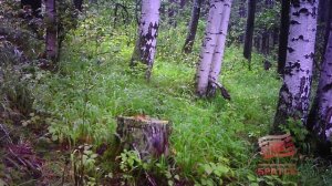 Еще один случай нападения медведя на домашний скот зарегистрировали полицейские в Братском районе