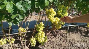 Обзор столовых сортов 10-09-2025