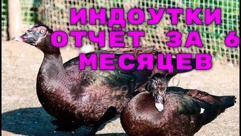 Отчёт по нашим индоуточкам. Выгодно или нет