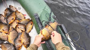 КАРАСИ ЗАБИЛИ СЕТИ. ТАКОГО УЛОВА ДАВНО НЕ БЫЛО. ПРОВЕРКА СЕТЕЙ НА ОЗЕРЕ.