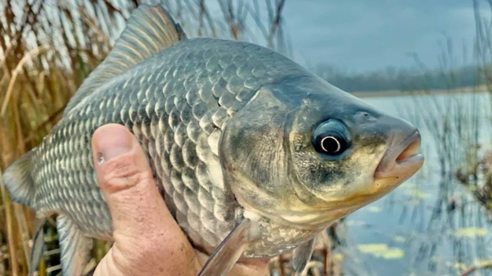 ОГРОМНЫЕ КАРАСИ НА КОРМУШКИ. ЛОВЛЯ КРУПНОГО КАРАСЯ НА ДОНКИ. КАРАСЬ В СЕНТЯБРЕ. РЫБАЛКА 2025 смотреть онлайн