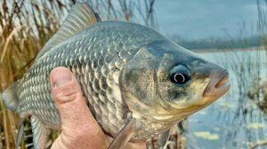 ОГРОМНЫЕ КАРАСИ НА КОРМУШКИ. ЛОВЛЯ КРУПНОГО КАРАСЯ НА ДОНКИ. КАРАСЬ В СЕНТЯБРЕ. РЫБАЛКА 2025