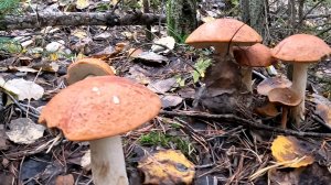 В ЛЕС ЗА РЫЖИКАМИ.